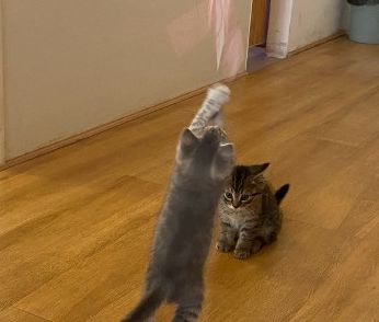 猫咪挠痒痒发出声响惊呆办公室的人
